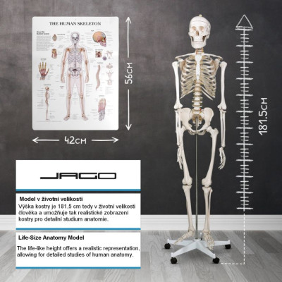 Kostra ľudskej anatómie 181,5 cm