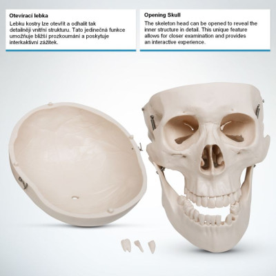 Kostra ľudskej anatómie 181,5 cm