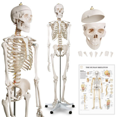 Kostra ľudskej anatómie 181,5 cm