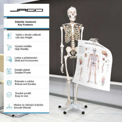 Kostra ľudskej anatómie 181,5 cm