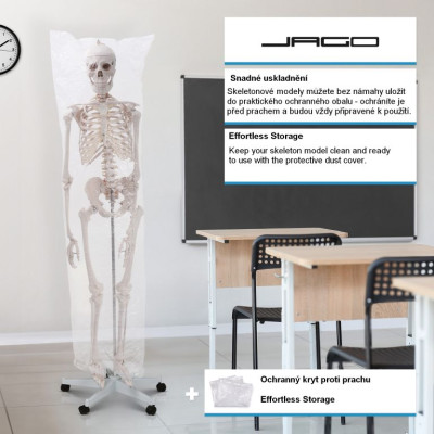 Kostra ľudskej anatómie 181,5 cm