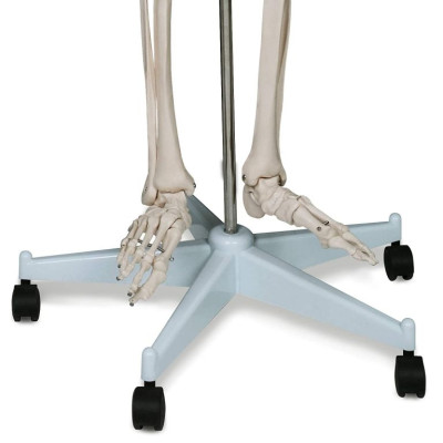 Kostra ľudskej anatómie 181,5 cm