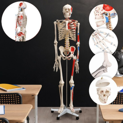 JAGO Anatómia človeka-kostra s detailmi maľby svalov, 181 cm