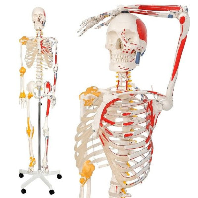 Jago Anatomická kostra so svalmi, šľachami a plagátom