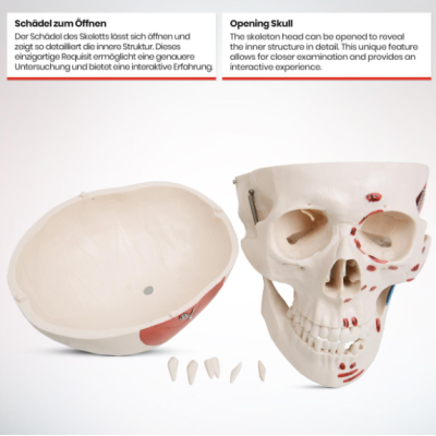 Jago Anatomická kostra so svalmi, šľachami a plagátom