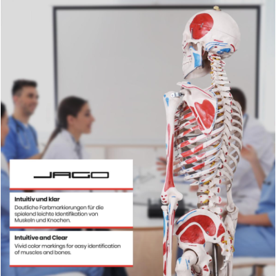 Jago Anatomická kostra so svalmi, šľachami a plagátom