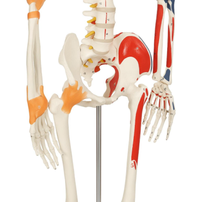 Jago Anatomická kostra so svalmi, šľachami a plagátom