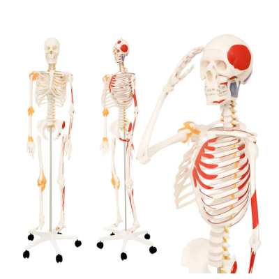 Jago Anatomická kostra so svalmi, šľachami a plagátom