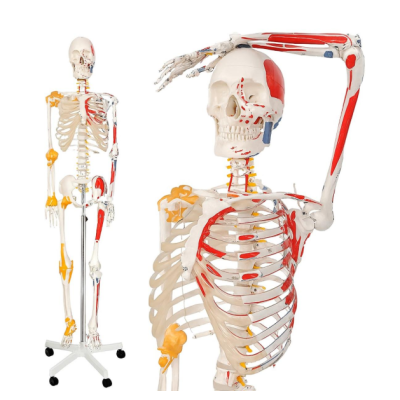 Jago Anatomická kostra so svalmi, šľachami a plagátom